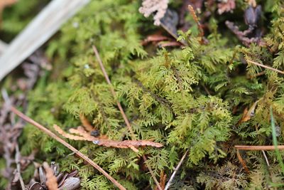 Thuidium delicatulum, photographed by Quinten Wiegersma