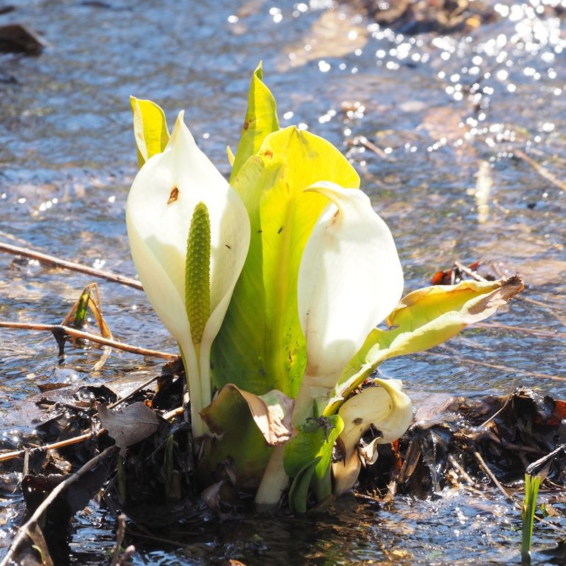 Lysichiton camtschatcensis, photographed by ITÔ, Hiroki