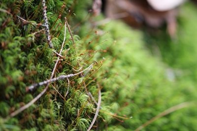 Dicranum scoparium, photographed by Quinten Wiegersma