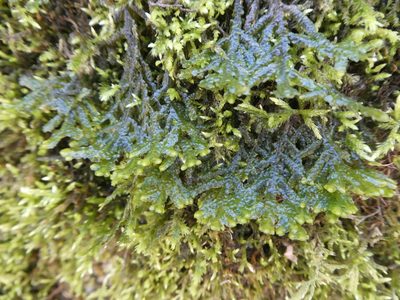 Porella platyphylla, photographed by Tristan Jobin