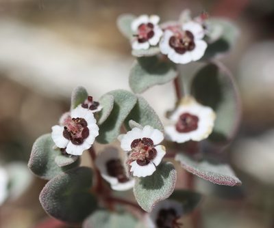 Euphorbia melanadenia