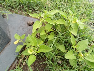 Physalis viscosa, photographed by Bahiano Ayala