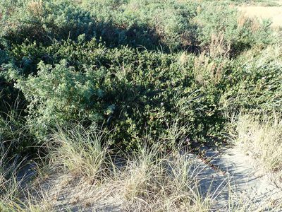 Carpobrotus chilensis, photographed by Arnim Littek