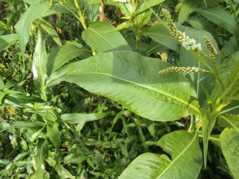 Persicaria senegalensis, photographed by Augustin Soulard