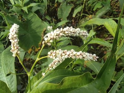 Persicaria senegalensis, photographed by Augustin Soulard