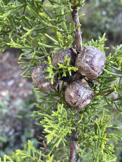 Hesperocyparis goveniana, photographed by Irene