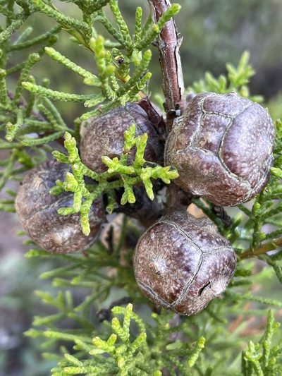 Hesperocyparis goveniana, photographed by Irene