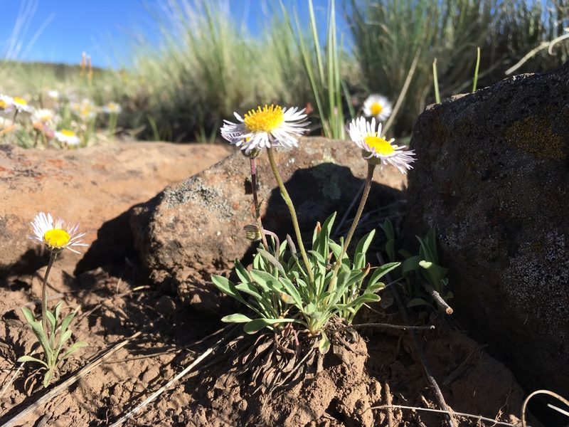 Erigeron canus, photographed by Cecelia Alexander