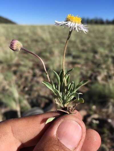 Erigeron canus, photographed by Cecelia Alexander