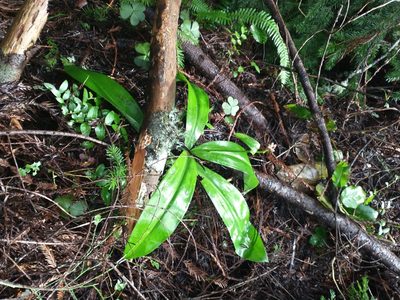 Clintonia andrewsiana, photographed by Drew Meyer