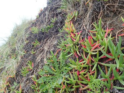 Carpobrotus chilensis, photographed by Arnim Littek