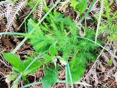 Asparagus tenuifolius, photographed by olrett