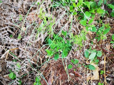 Asparagus tenuifolius, photographed by olrett