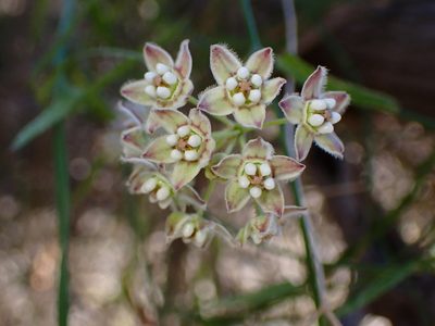 Funastrum heterophyllum, photographed by Cricket Raspet