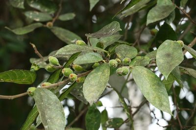 Ficus coronata, photographed by Greg Tasney