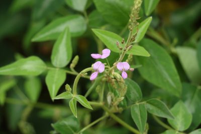 Desmodium uncinatum, photographed by Greg Tasney