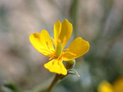 Eschscholzia minutiflora, photographed by Cricket Raspet