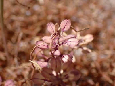 Lepidium lasiocarpum, photographed by Cricket Raspet