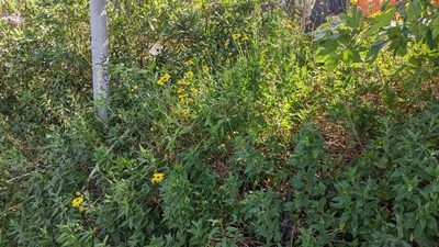 Encelia californica, photographed by velodrome