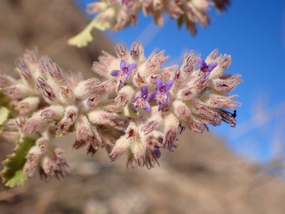 Condea emoryi, photographed by Cricket Raspet