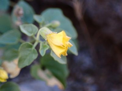 Physalis crassifolia, photographed by Cricket Raspet