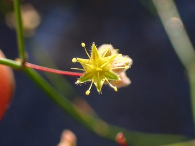 Eriogonum inflatum