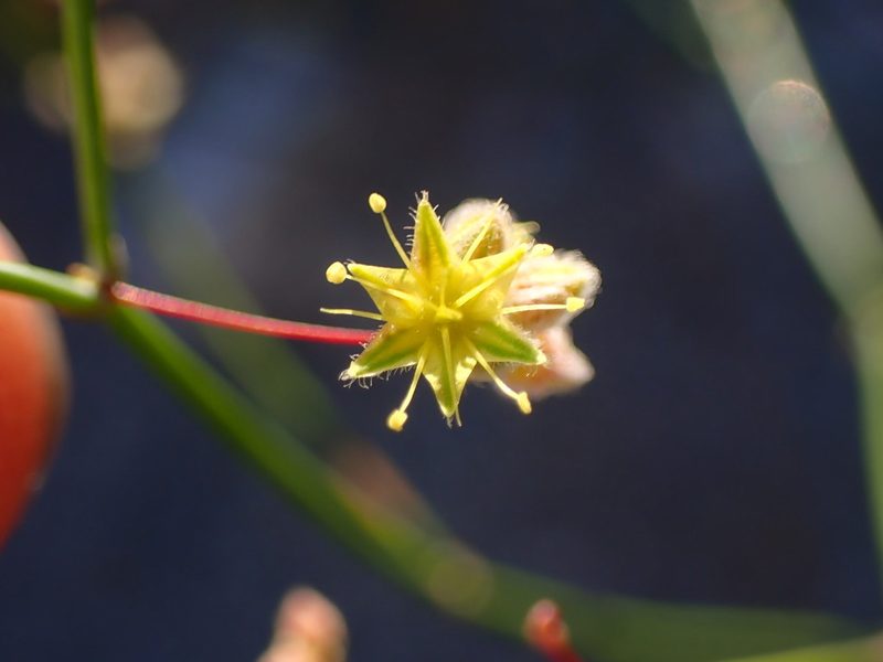 Eriogonum inflatum, photographed by Cricket Raspet