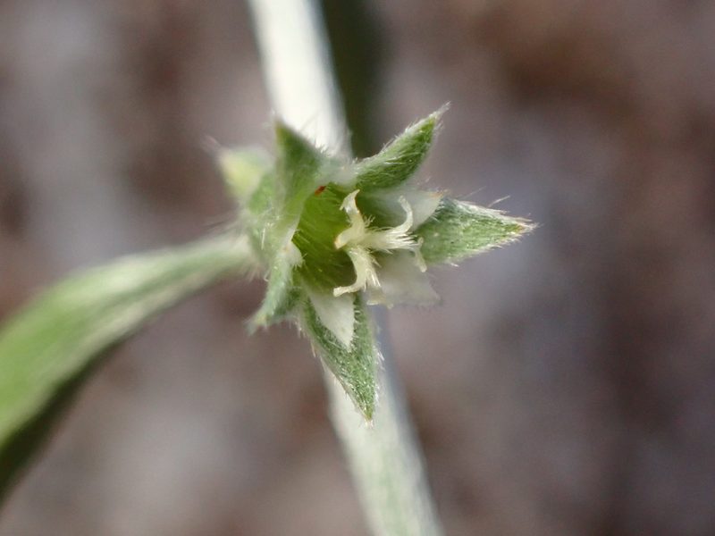 Argythamnia argentea, photographed by Cricket Raspet