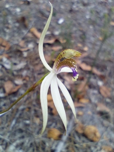 Praecoxanthus aphyllus, photographed by Em Lamond
