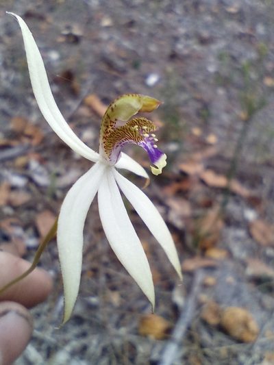 Praecoxanthus aphyllus, photographed by Em Lamond
