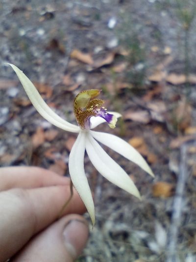 Praecoxanthus aphyllus, photographed by Em Lamond