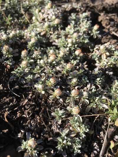 Antennaria rosulata, photographed by Cecelia Alexander