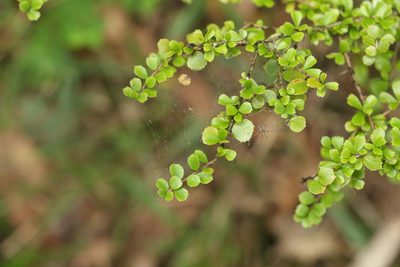 Pittosporum multiflorum, photographed by Greg Tasney