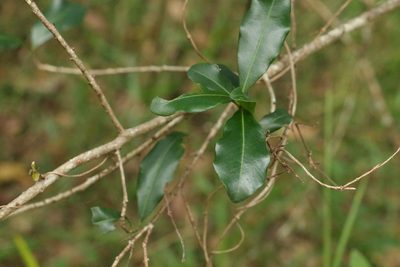 Myrsine variabilis, photographed by Greg Tasney