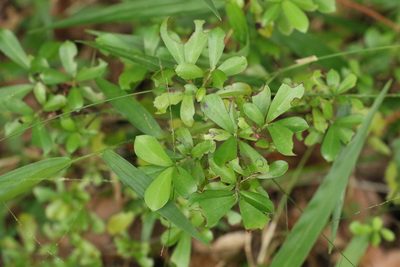 Psychotria daphnoides, photographed by Greg Tasney