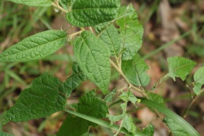 Solanum stelligerum, photographed by Greg Tasney