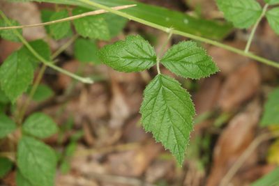 Rubus parvifolius, photographed by Greg Tasney
