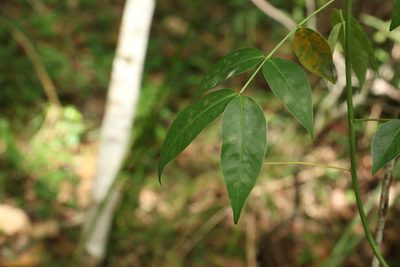 Senna septemtrionalis, photographed by Greg Tasney