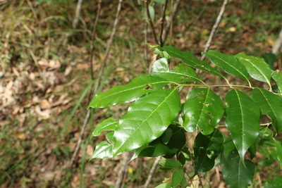 Olea paniculata, photographed by Greg Tasney