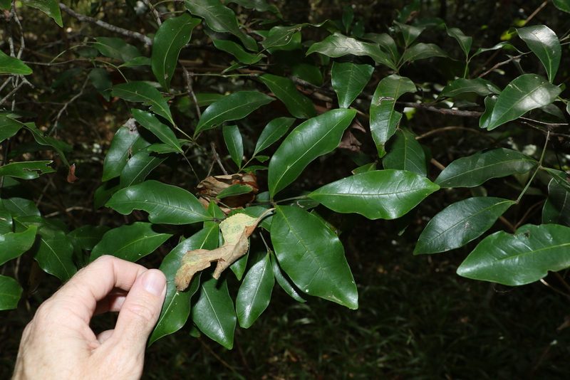 Guioa acutifolia, photographed by Greg Tasney