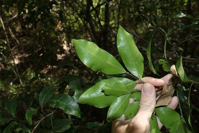 Guioa acutifolia, photographed by Greg Tasney