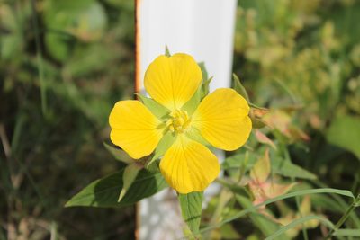 Ludwigia peruviana, photographed by Elijah Magistrado