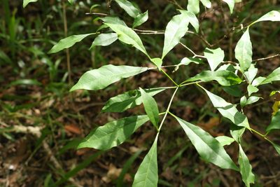 Tabernaemontana pandacaqui, photographed by Greg Tasney