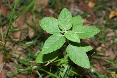 Acalypha nemorum, photographed by Greg Tasney