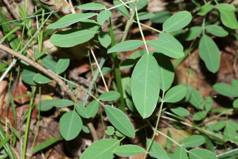 Grona nemorosa, photographed by Greg Tasney