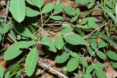 Grona nemorosa, photographed by Greg Tasney