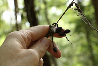 Gymnostachys anceps, photographed by Greg Tasney