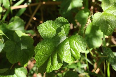 Rubus moluccanus, photographed by Greg Tasney