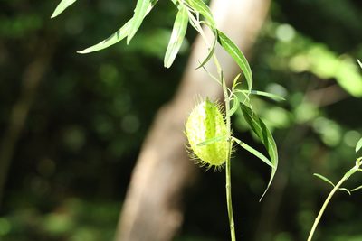Gomphocarpus fruticosus, photographed by Greg Tasney