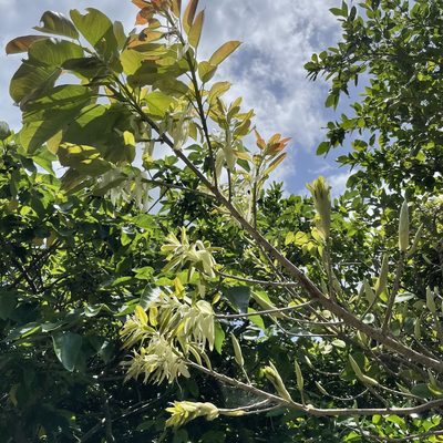 Ficus subpisocarpa, photographed by Takaaki Hattori